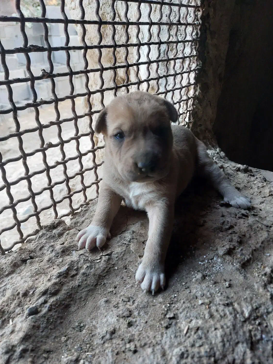 فروش توله پیتبول با مادر|سگ|نطنز, |دیوار