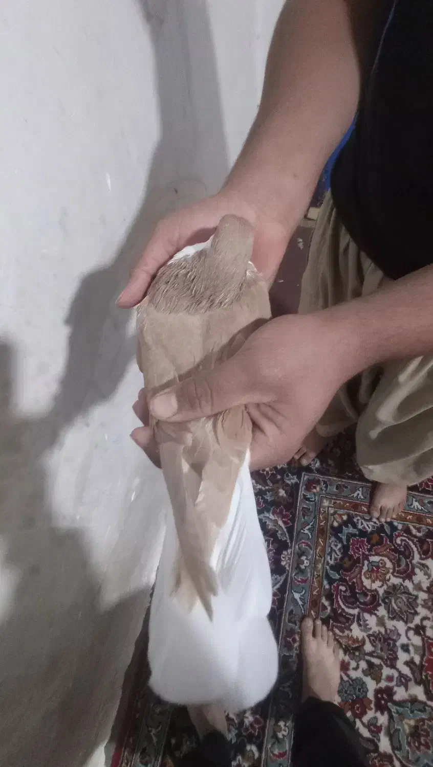 کبوتر رنگی|پرنده|گتوند, |دیوار