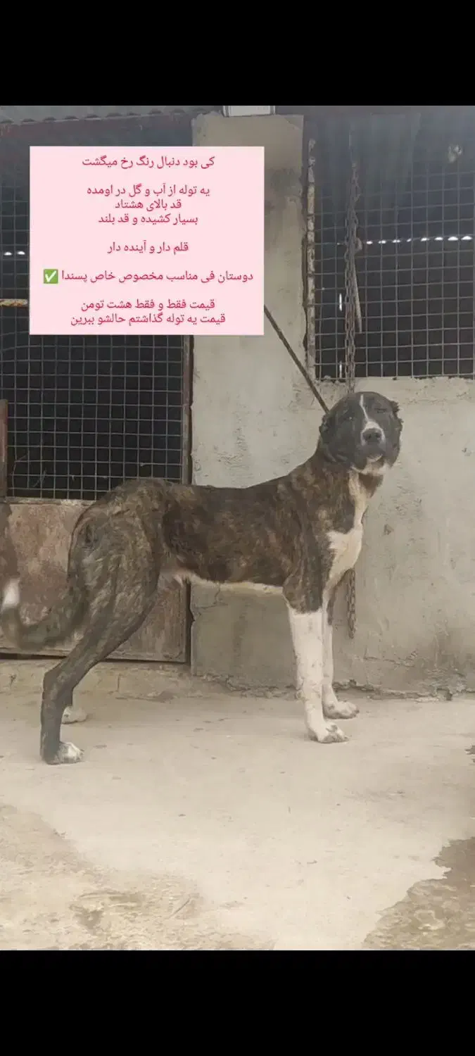 سگ درشت خراسانی 11ماهه|سگ|ساری, |دیوار