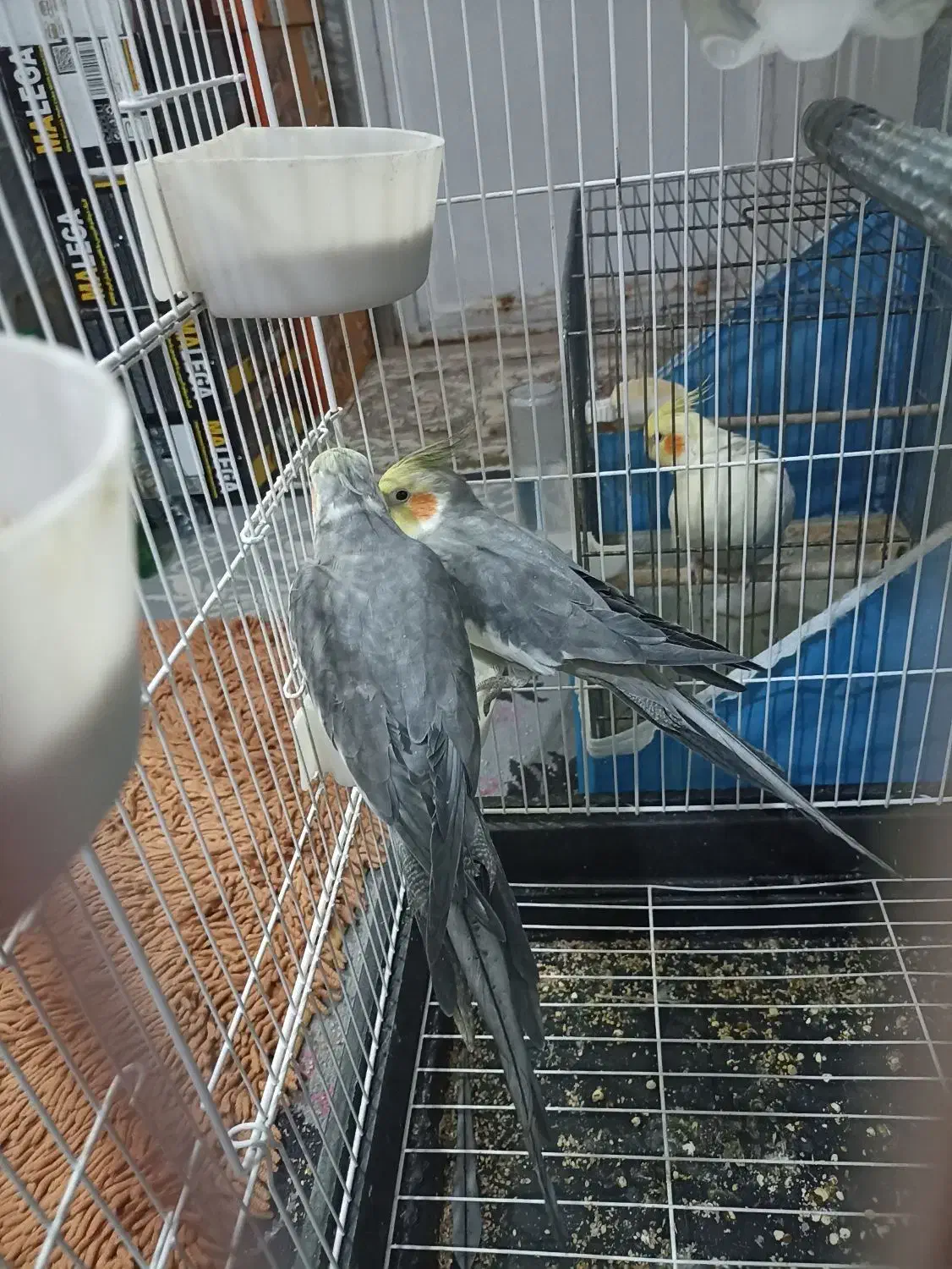 عروس هلندی لوتینو|پرنده|قم, قم نو|دیوار