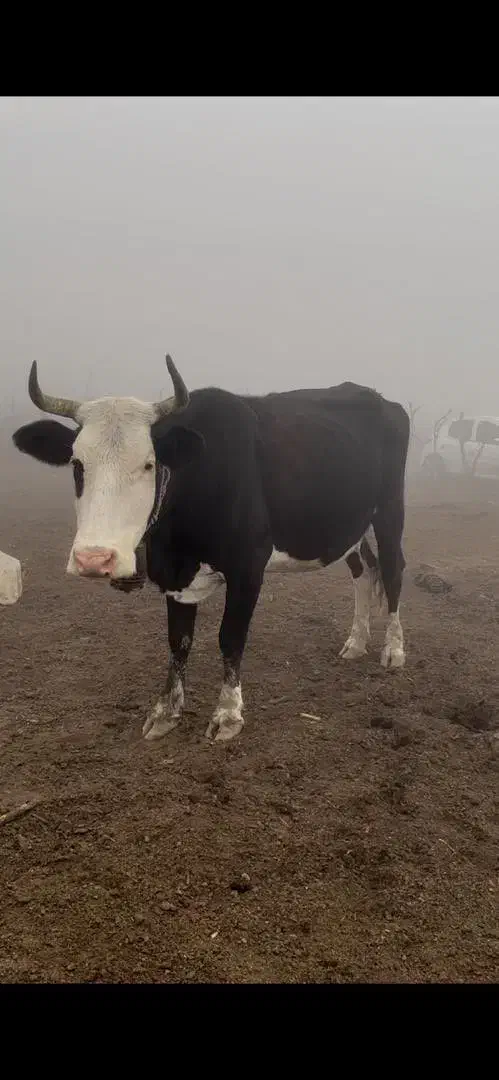 فروش.|حیوانات مزرعه|ساری, |دیوار