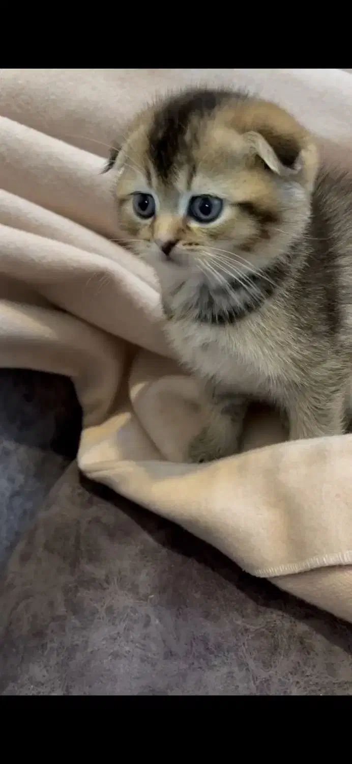 گلدون کوچولو|گربه|تهران, دانشگاه شریف|دیوار