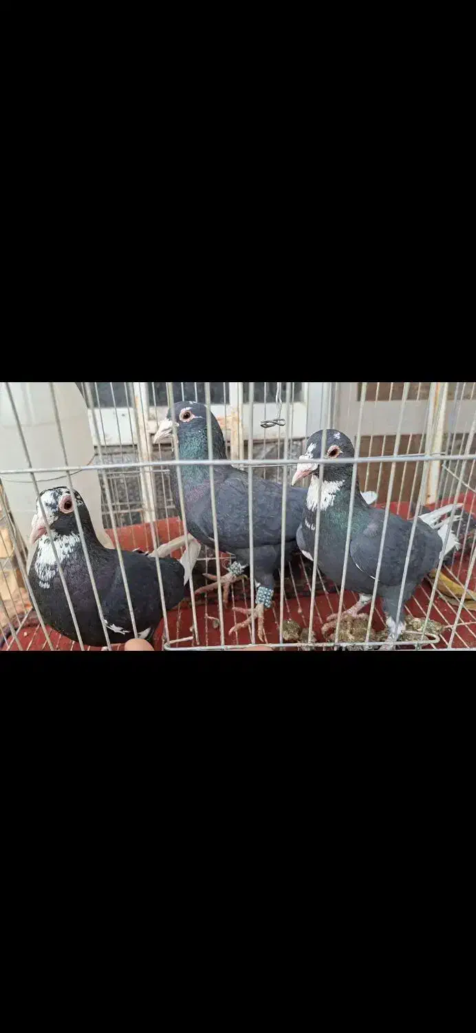 سه تا سیاه پلنگ|پرنده|کرمان, |دیوار