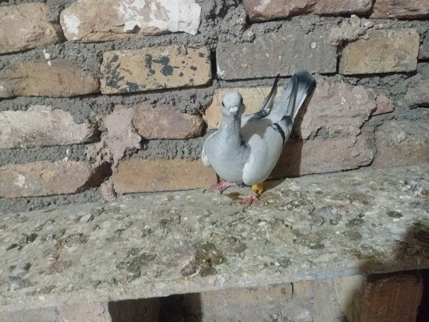 شامی ماده|پرنده|قزوین, |دیوار