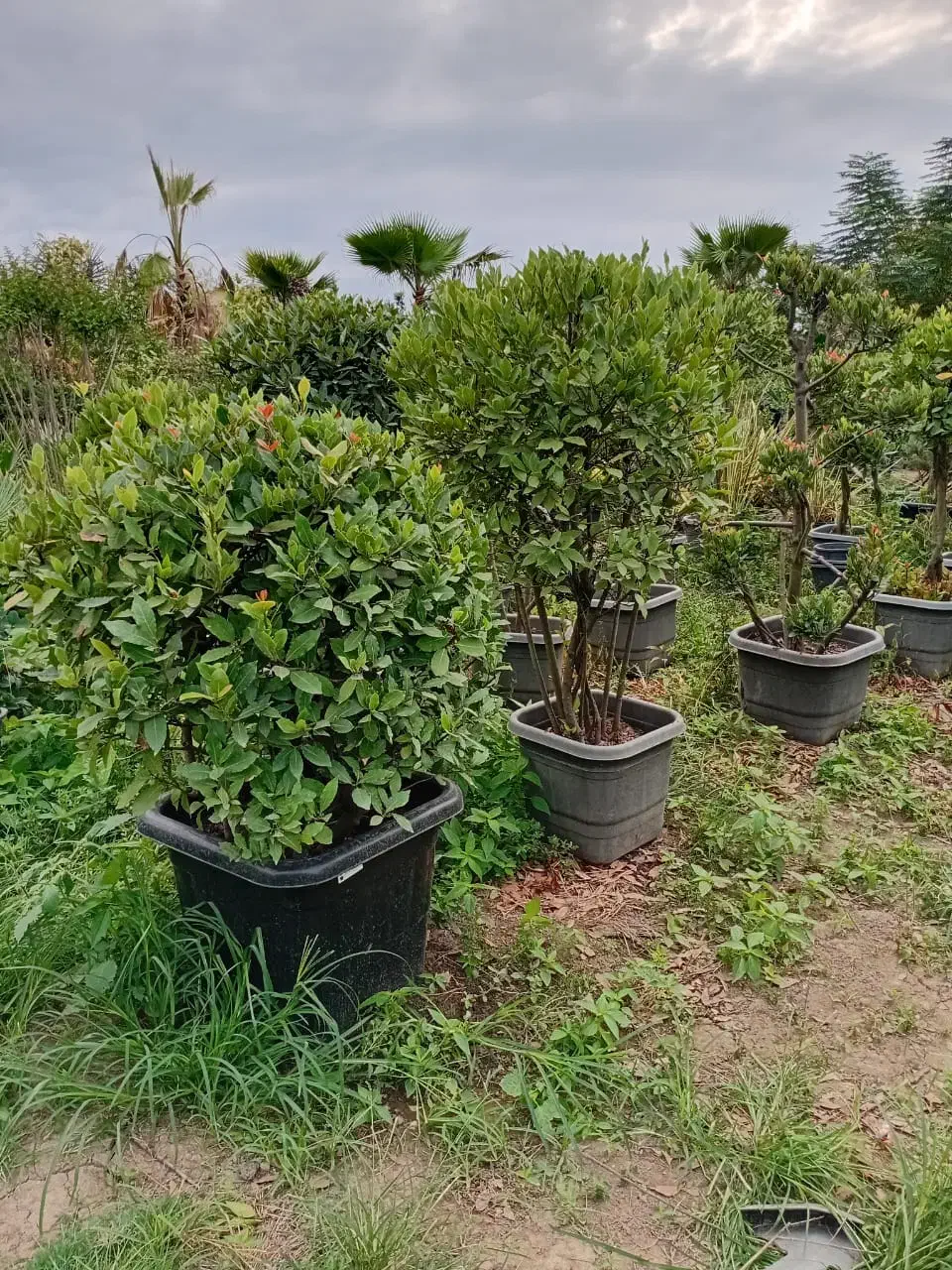 یاس هلندی خاص|گل و گیاه طبیعی|تهران, سازمان آب|دیوار