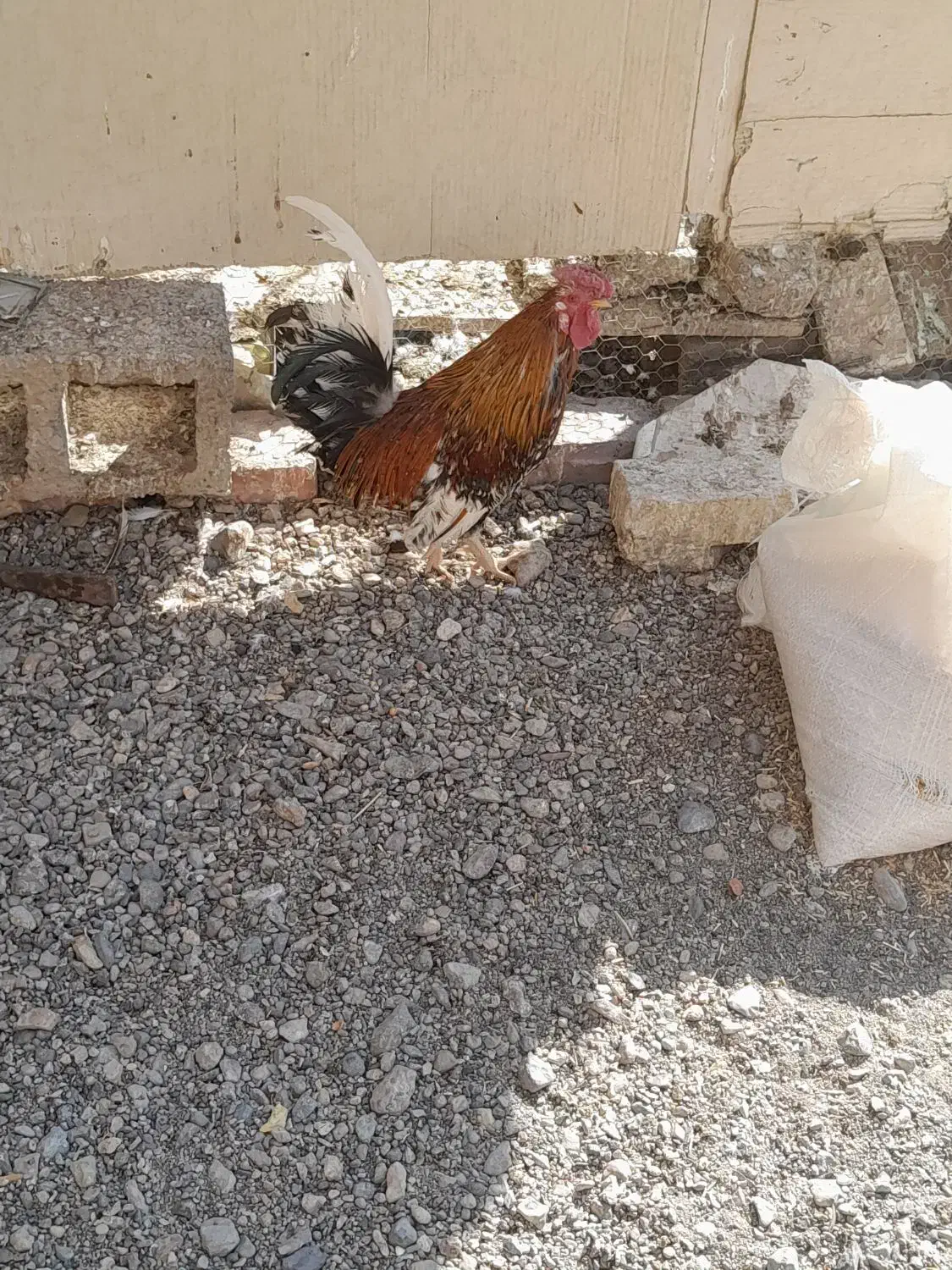 مرغ و خروس|حیوانات مزرعه|سیرجان, |دیوار