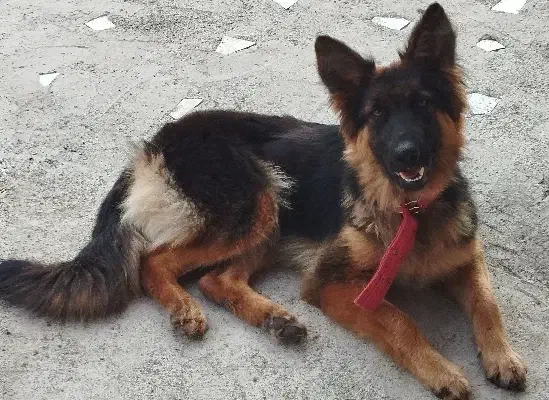 سگ ژرمن ماده|سگ|کیاشهر, |دیوار