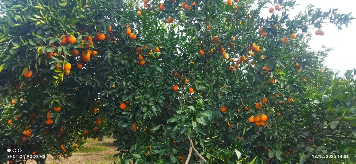 پرتقال|خوردنی و آشامیدنی|کردکوی, |دیوار