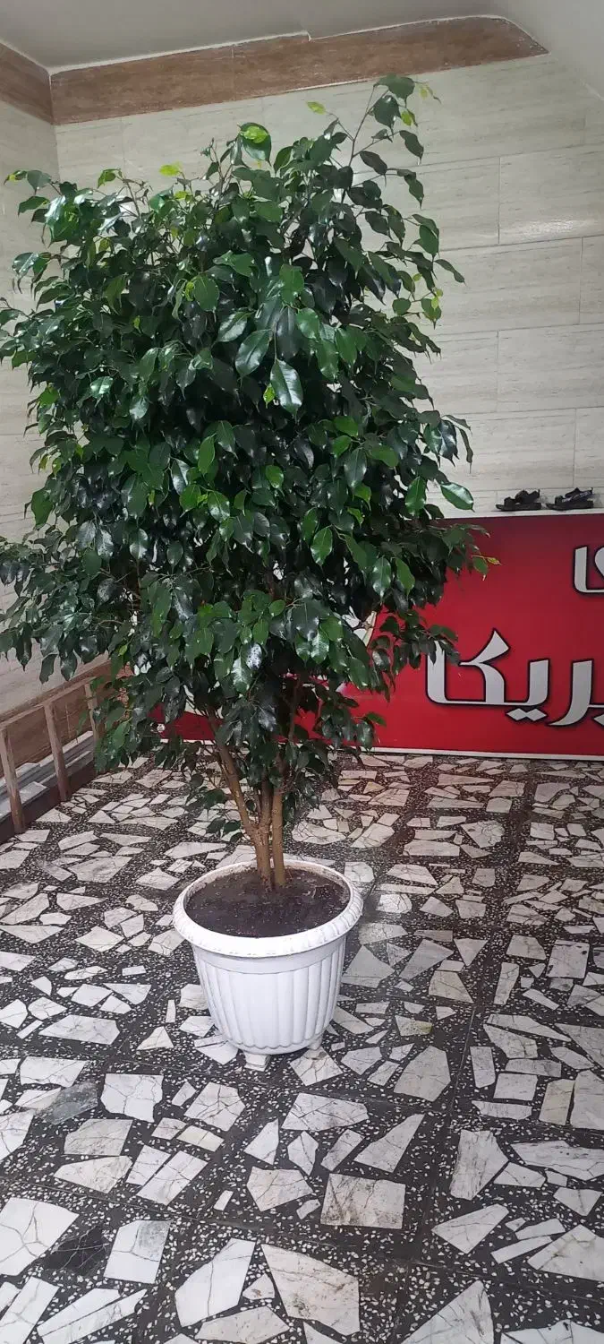 بنجامین لاکچری و سرحال آماده زیبا کردن منزل شما|گل و گیاه طبیعی|رشت, پل تالشان|دیوار