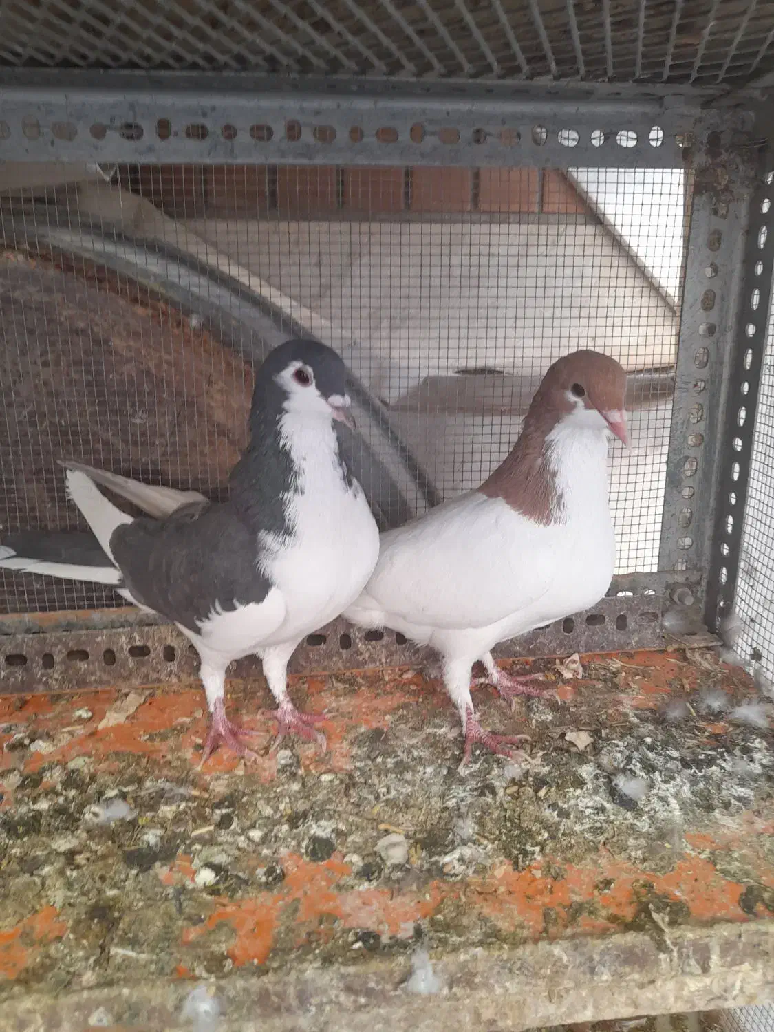 کبوتر|پرنده|شیراز, کوشک میدان|دیوار