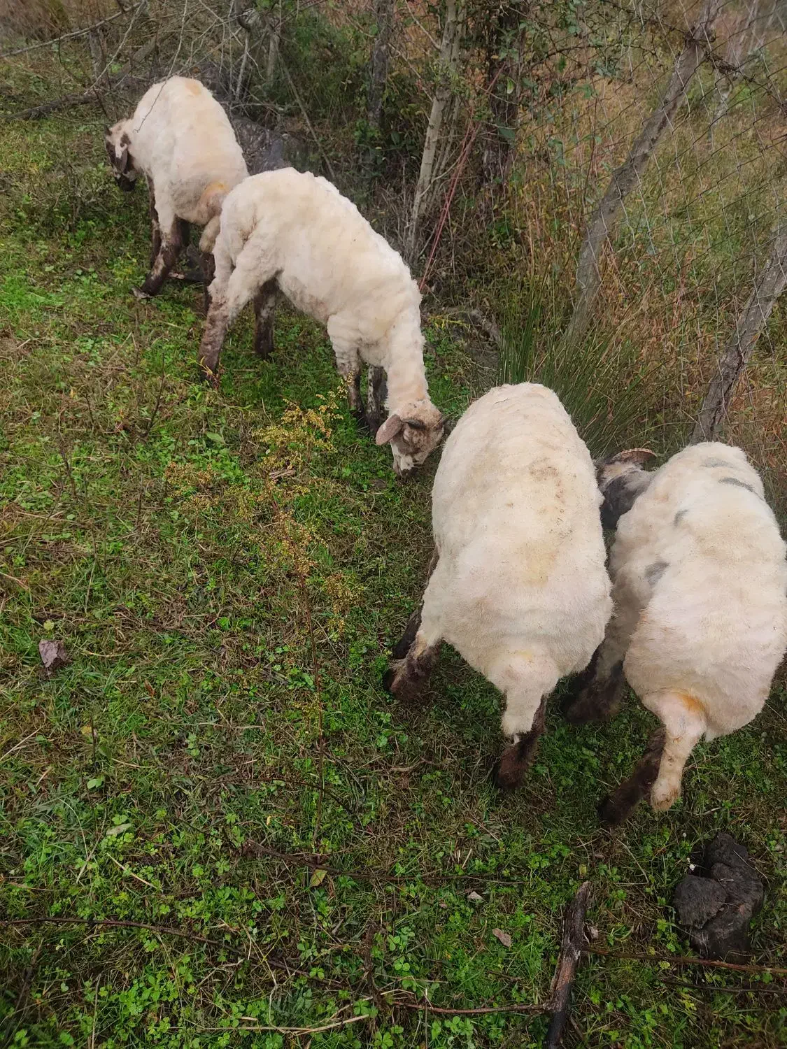 گوسفندبره نرقربونی ومیزان قیمته مقطوع|حیوانات مزرعه|اسالم, |دیوار