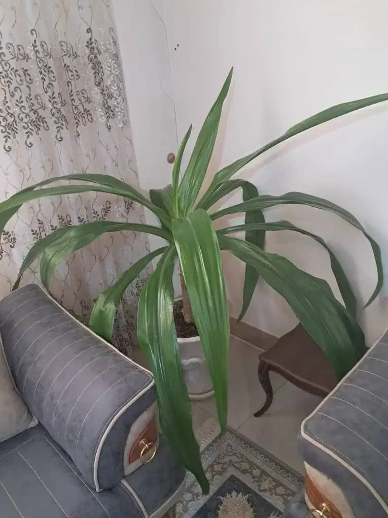 اشک ملکه|گل و گیاه طبیعی|شاهینشهر, خانه کارگر|دیوار