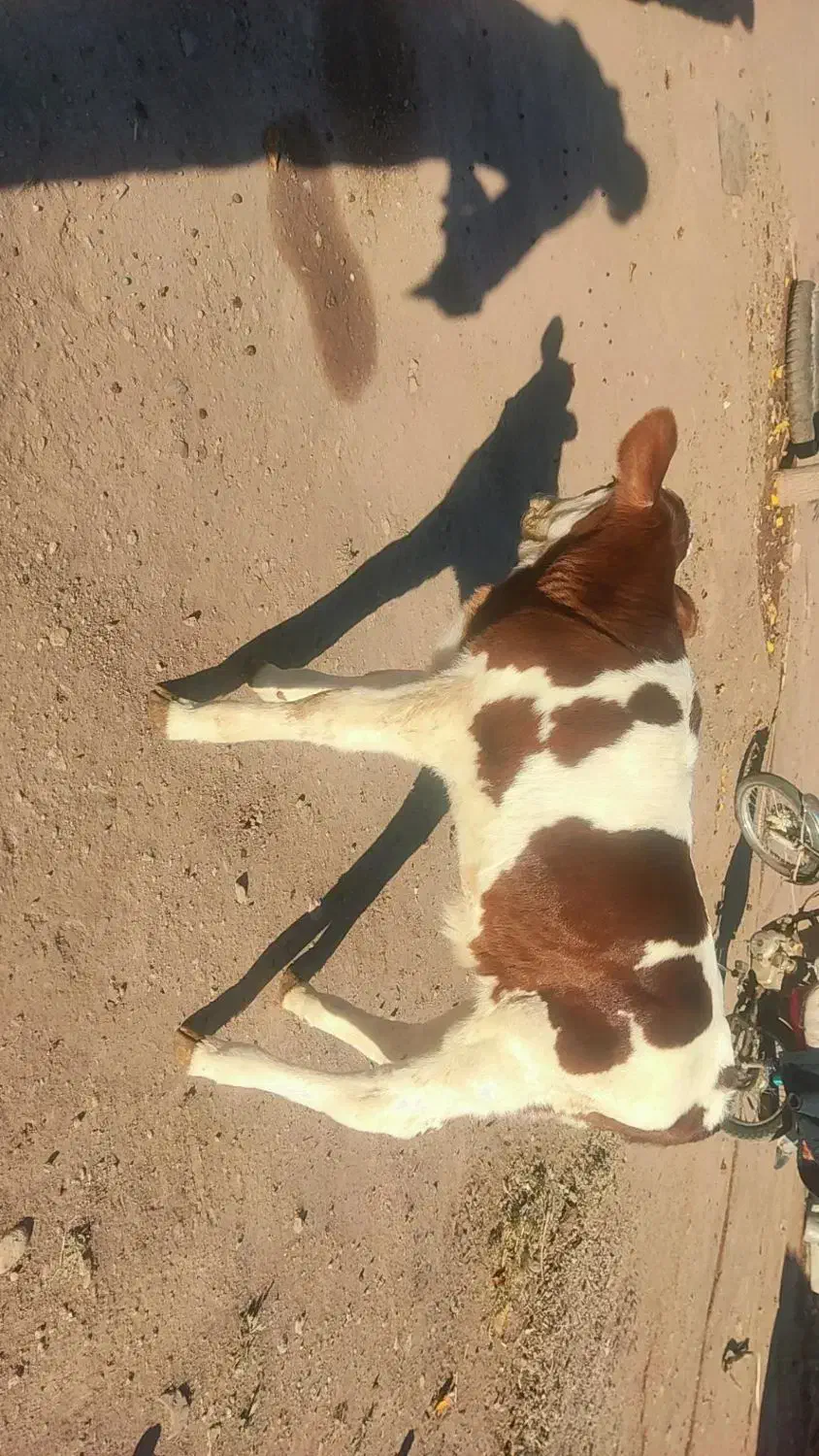 گوساله سیمنتال نر پنج روزه|حیوانات مزرعه|اهر, |دیوار