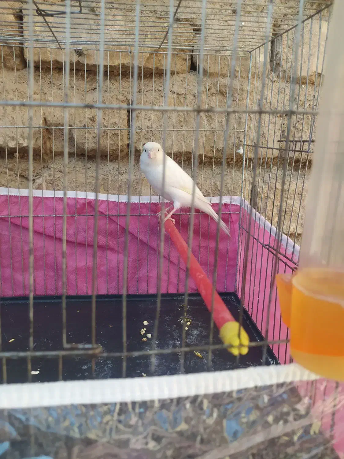 قناری سفید|پرنده|شیراز, رکنآباد|دیوار