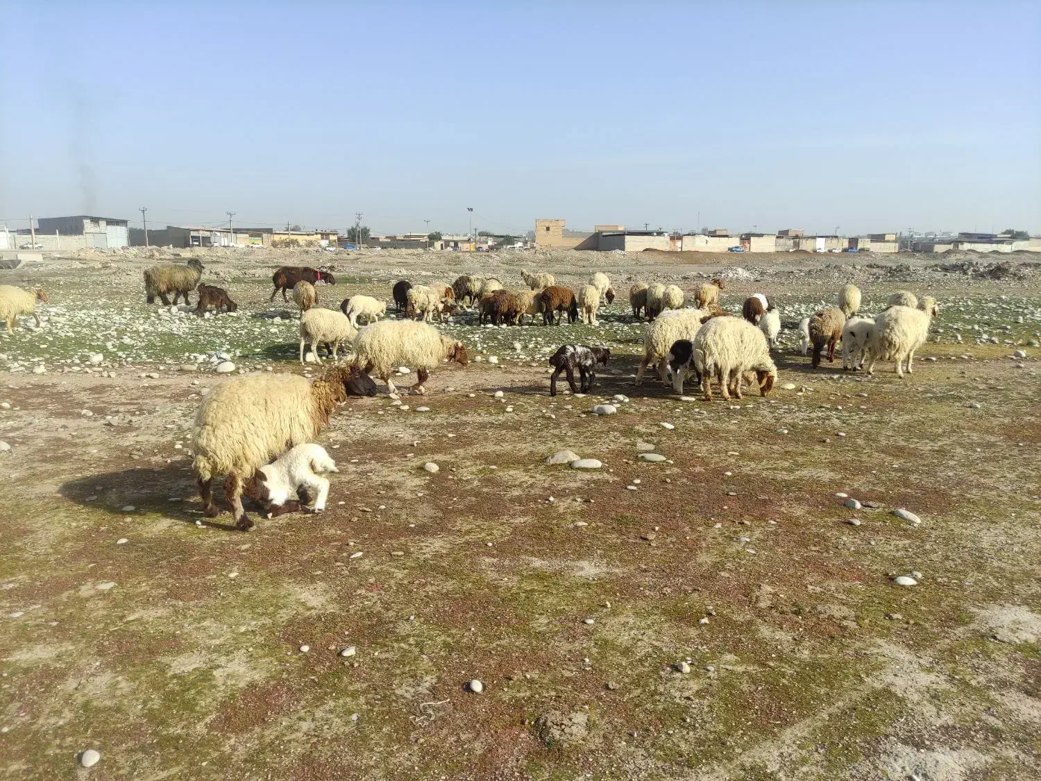 میش و بره عربی|حیوانات مزرعه|دزفول, |دیوار