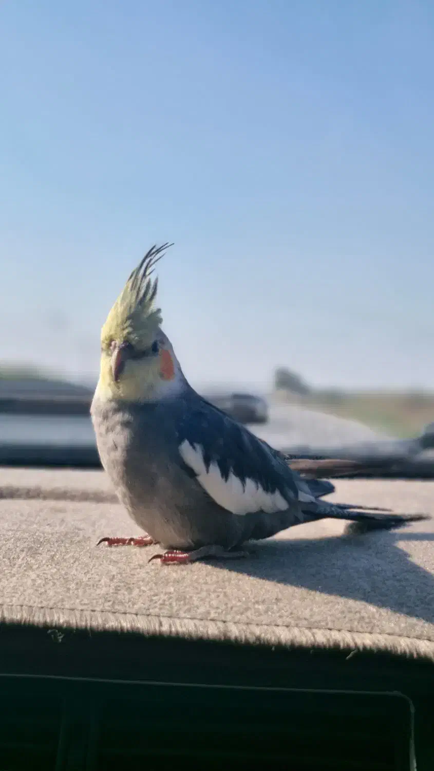 عروس هلندی گمشده|پرنده|فرح آباد, |دیوار