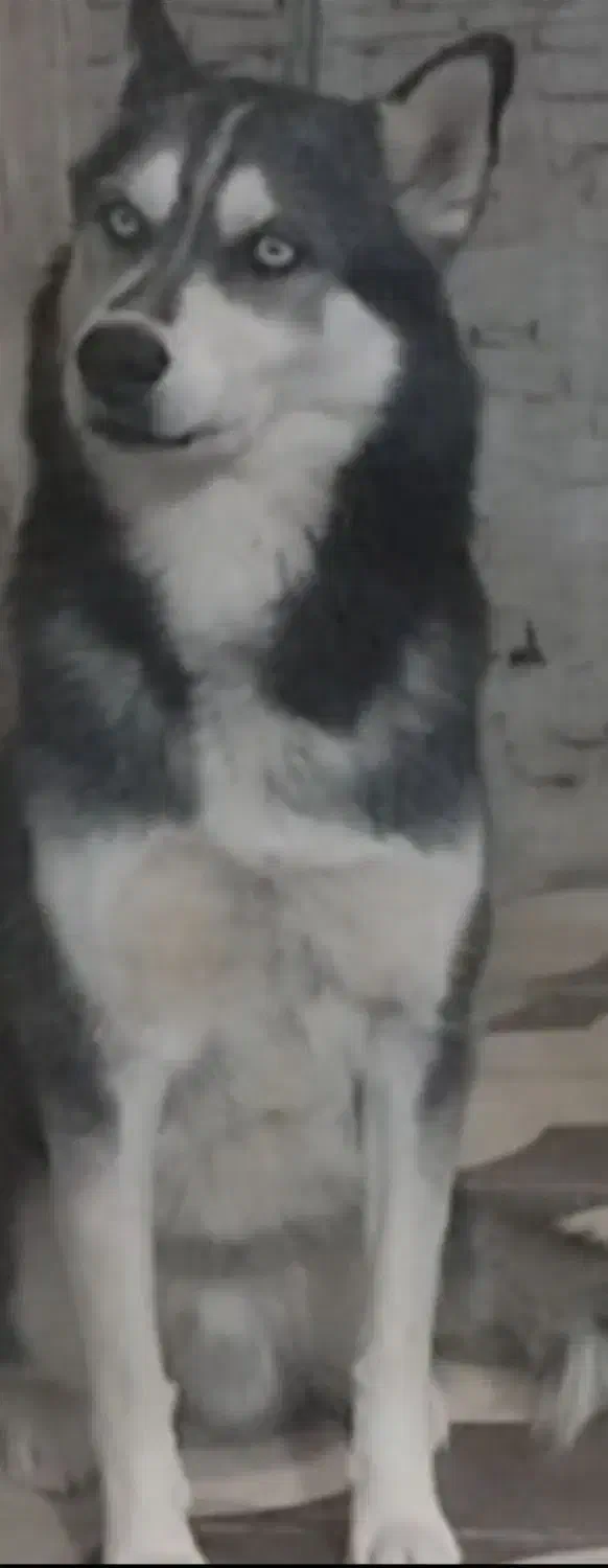 واگذاری هاسکی نر چهار ساله عقیم شده|سگ|تهران, فلسطین (میدان انقلاب)|دیوار