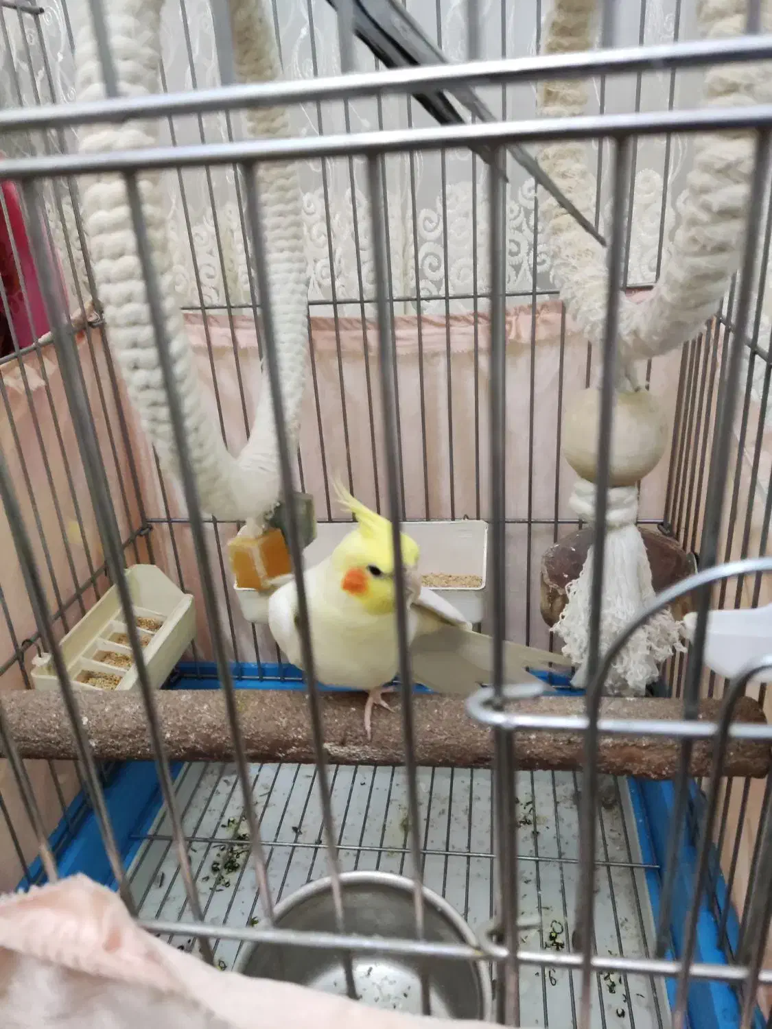 دو عدد نر عروس هلندی|پرنده|تهران, ستارخان|دیوار