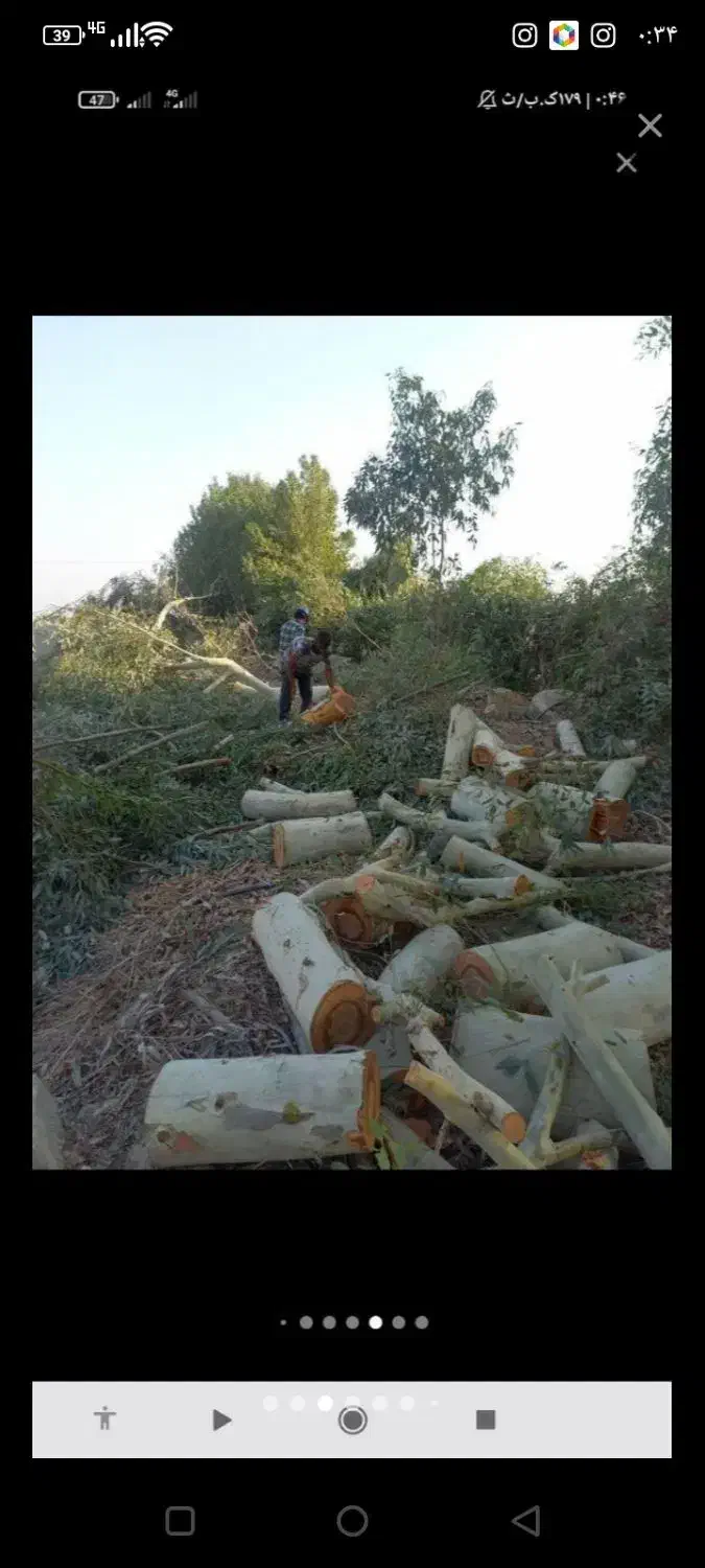 خرید وبرش وهرس کردن انواع چوب.درخانه وباغ|خدمات باغبانی و درختکاری|جهرم, |دیوار