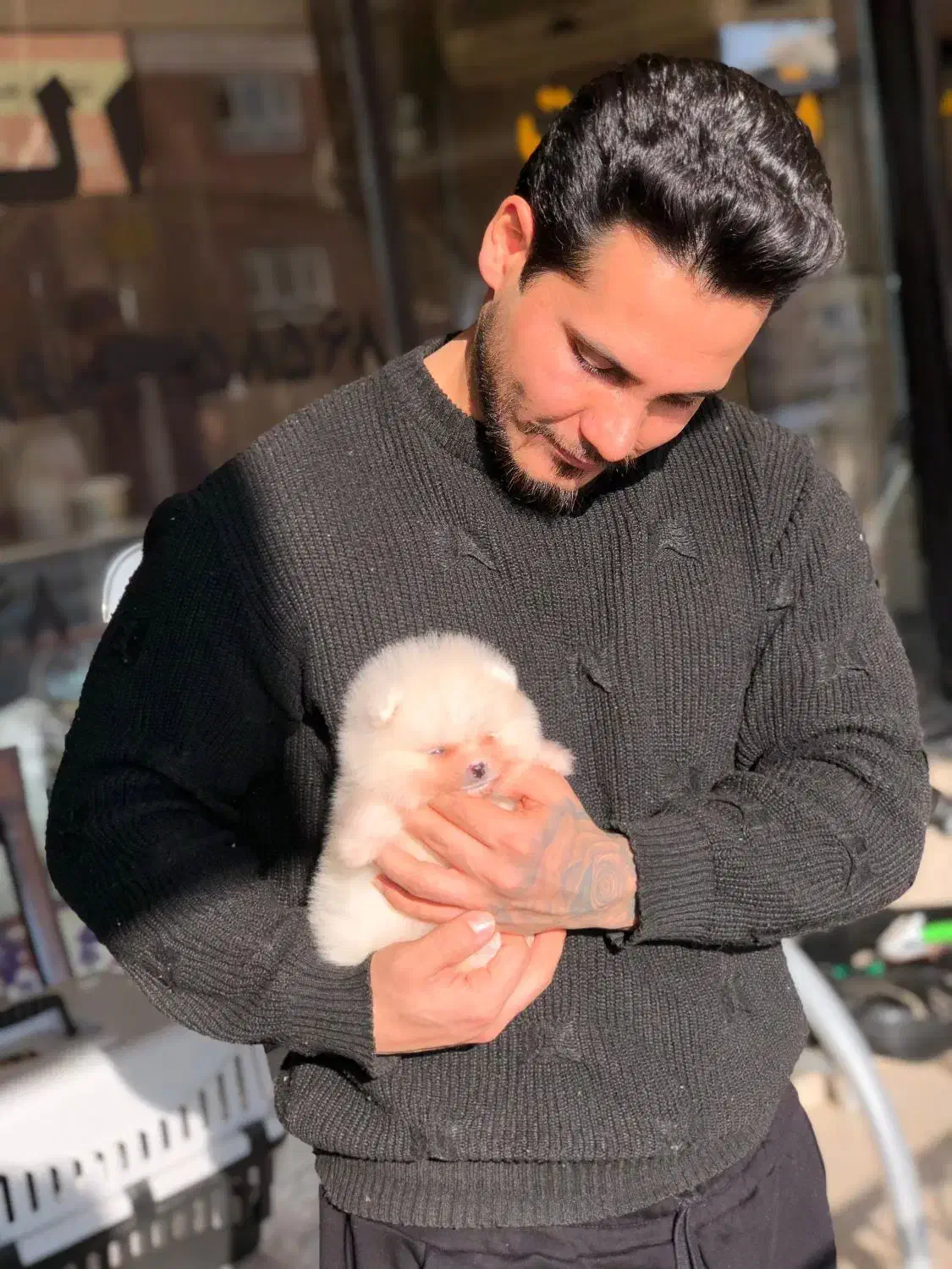 سسگگ ممینیاتوریی پاامی|سگ|تهران, شهرک غزالی|دیوار