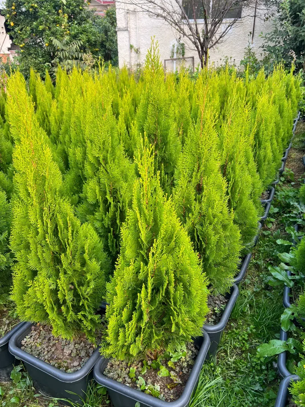 کامیس نوکدار یاس هلندی|خدمات باغبانی و درختکاری|تنکابن, |دیوار