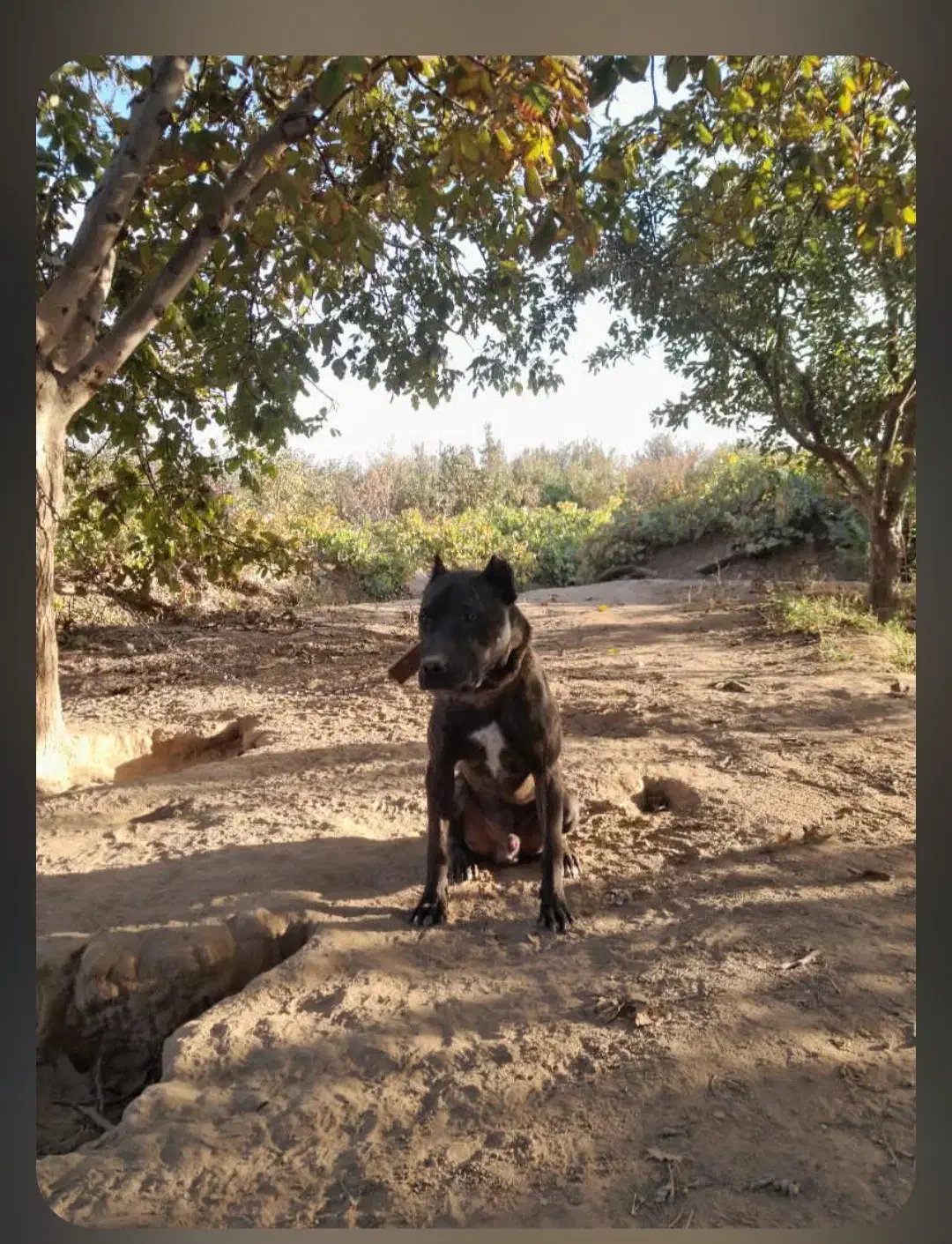 ژمن|سگ|میاندوآب, |دیوار