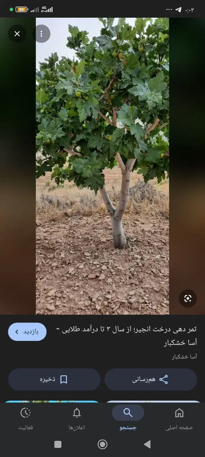 باغ انجیر|فروش دفتر صنعتی، کشاورزی، تجاری|ششده و قره بلاغ, |دیوار