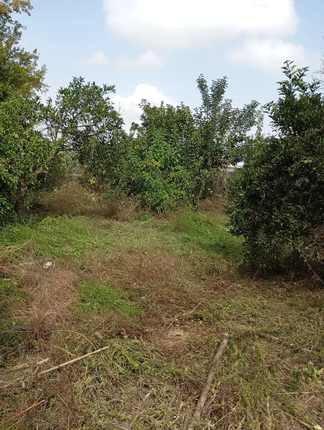 خونه باغ با بنای قدیمی۶۰۰متری|فروش خانه و ویلا|دابودشت, |دیوار