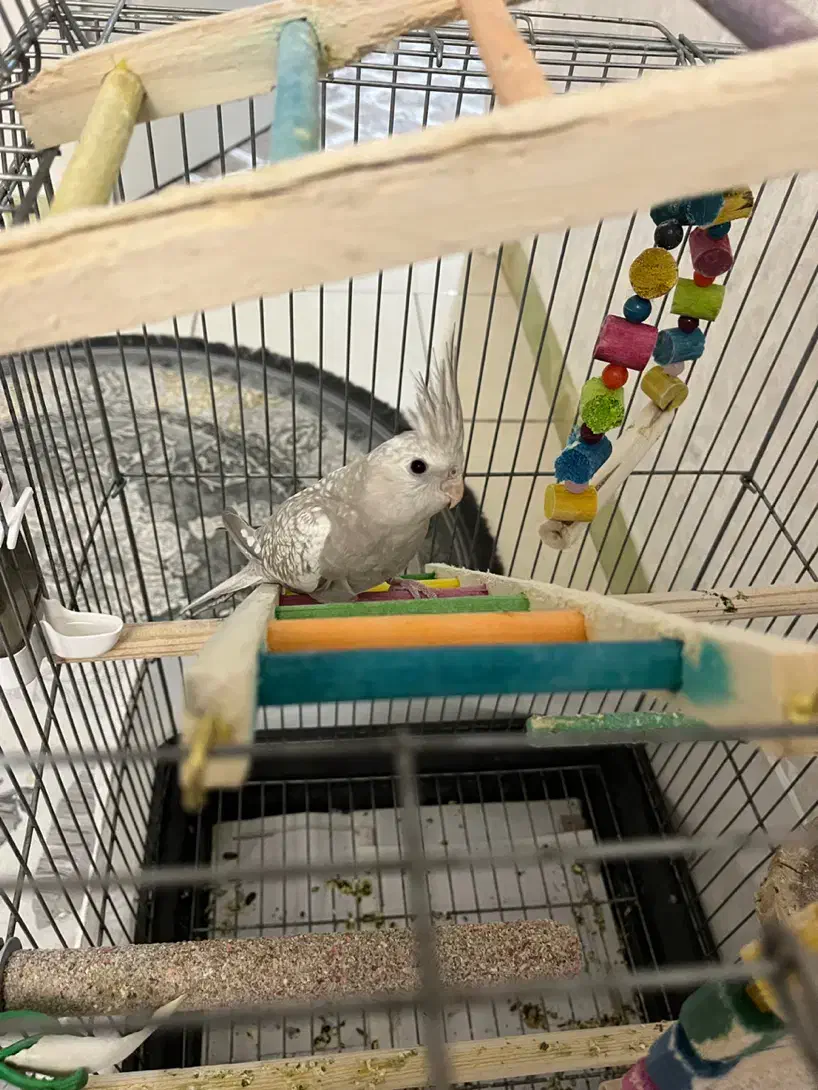 عروس هلندی وایت فیس و گل باقالی نر|پرنده|تهران, جیحون|دیوار