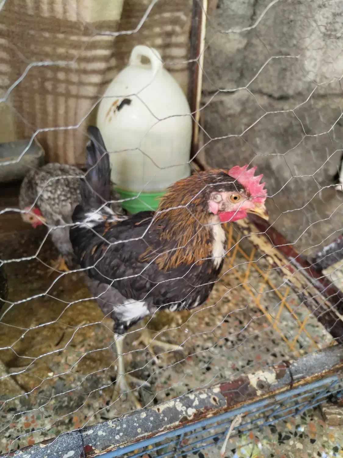 جوجه گلین|حیوانات مزرعه|مبارکه, |دیوار