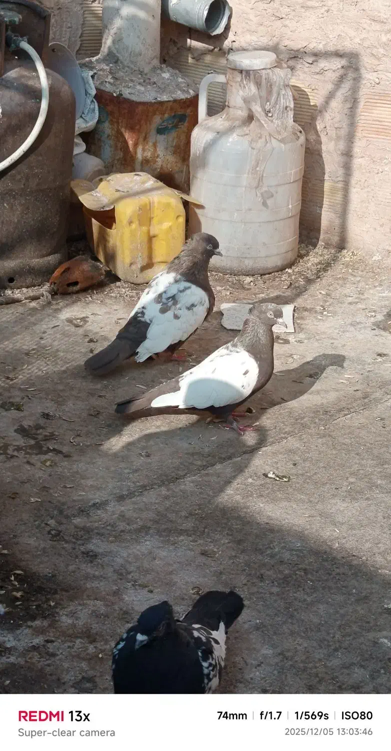 چهار جفت سینه پای هم جفتی 500پانصد|پرنده|زبرخان, |دیوار