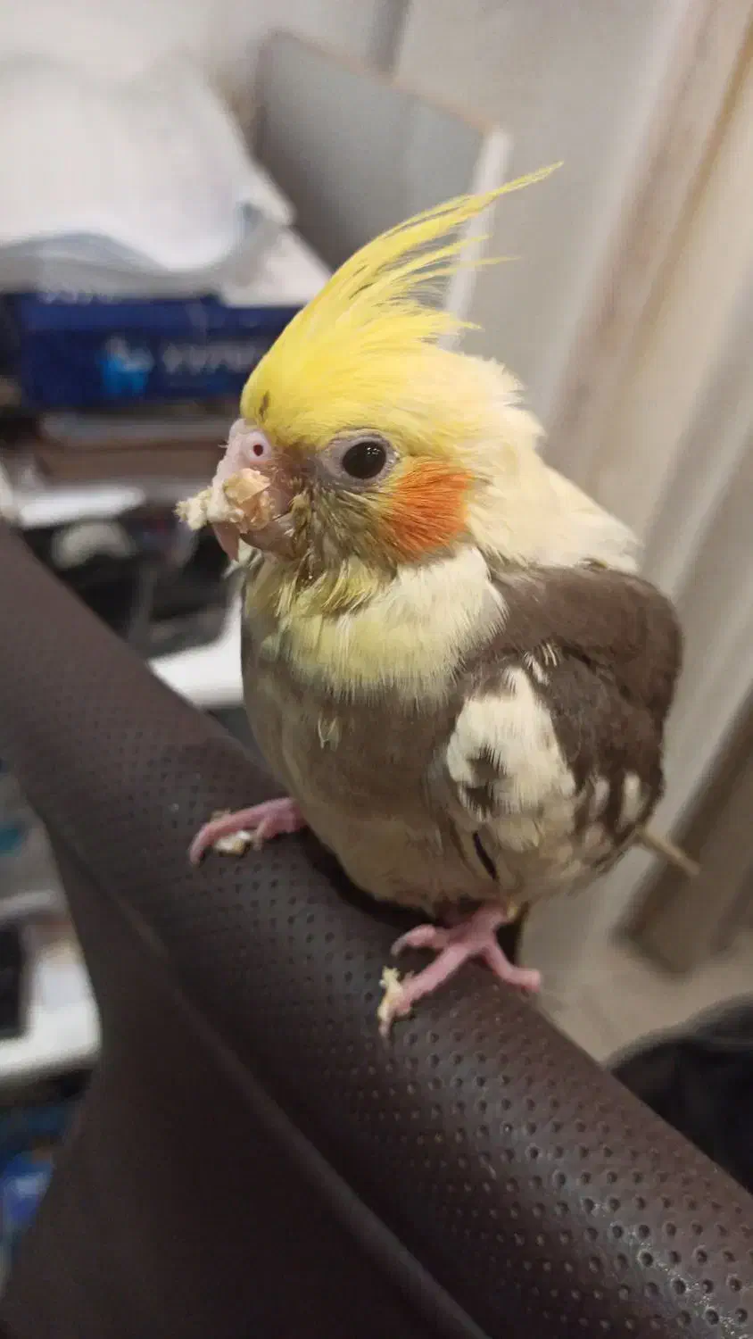 گمشده عروس هلندی|پرنده|اصفهان, گلزار|دیوار