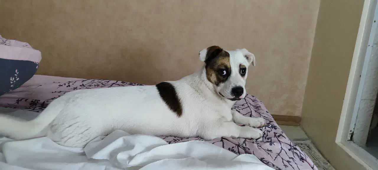 سگ جک راسل تریر|سگ|مشهد, رستگار|دیوار