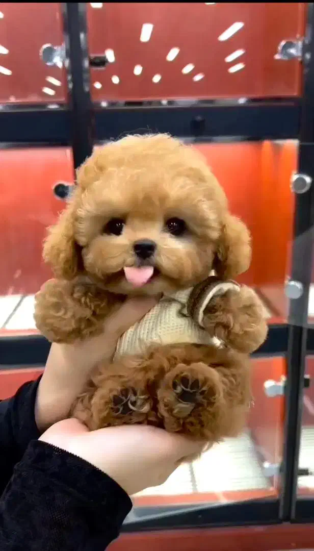 واگذاری توله سگ جذاب|سگ|تهران, دهکده المپیک|دیوار