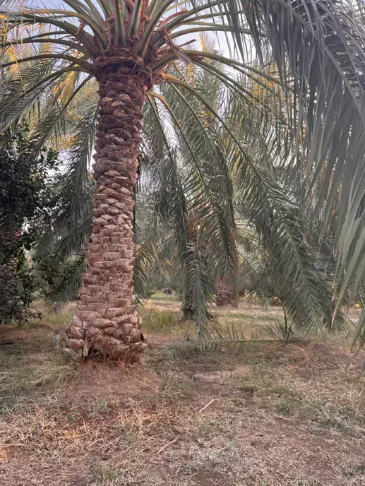 کارگر|خدمات باغبانی و درختکاری|فهرج, |دیوار