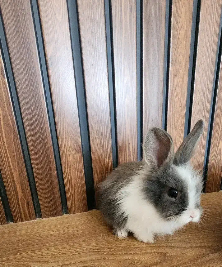 خرگوش رایگان|موش و خرگوش|فولادشهر, C3|دیوار