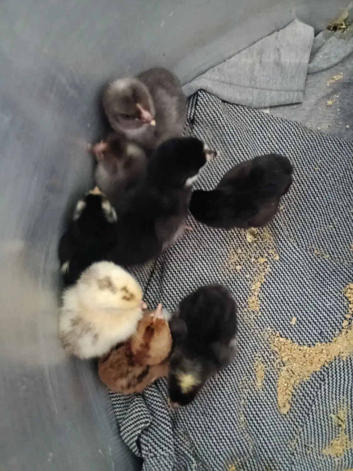 جوجه گلین یکروزه|حیوانات مزرعه|زرگرشهر, |دیوار