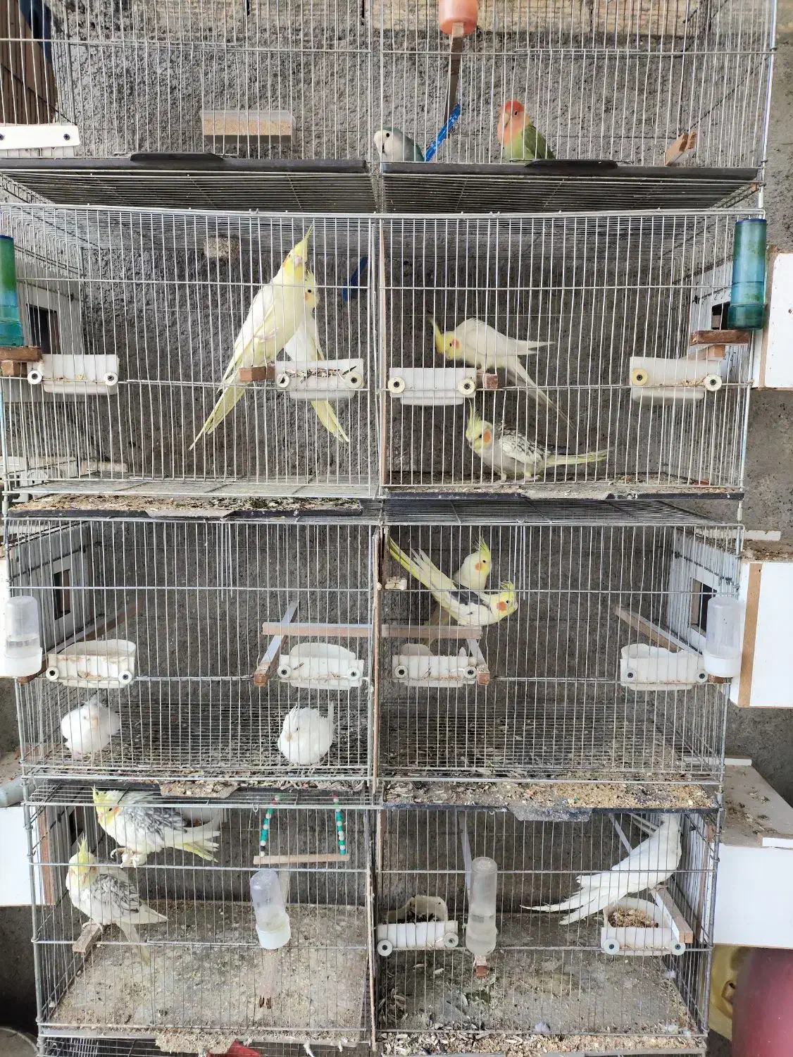 عروس هلندی|پرنده|اشنویه, |دیوار