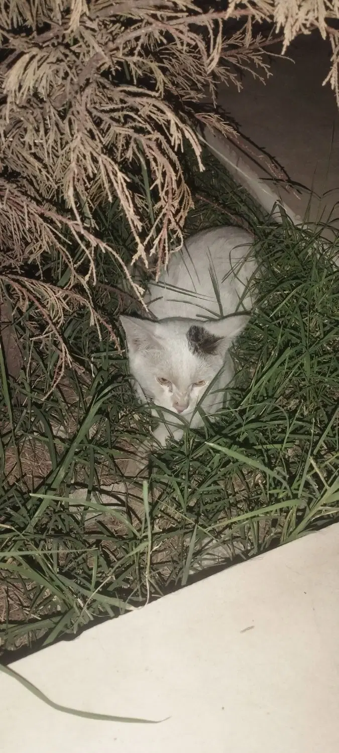 گربه|گربه|زاهدان, |دیوار