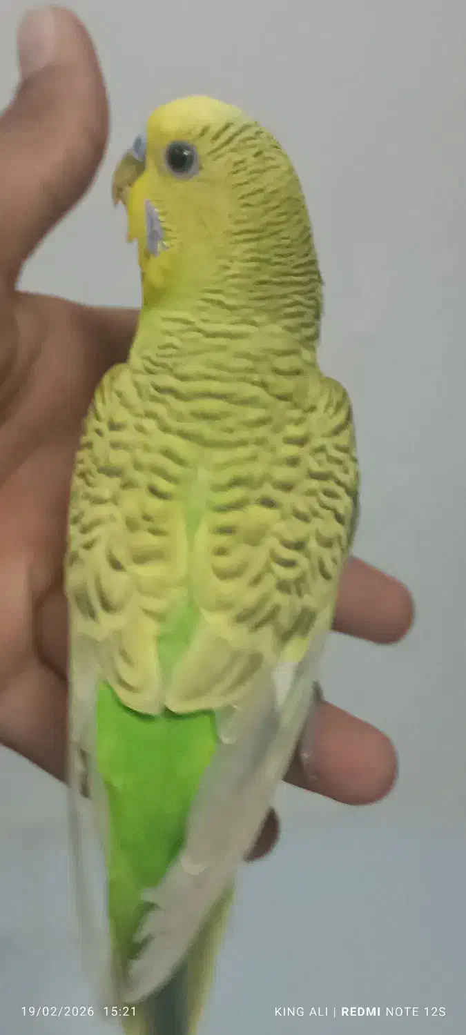 مرغ عشق|پرنده|سیرجان, |دیوار