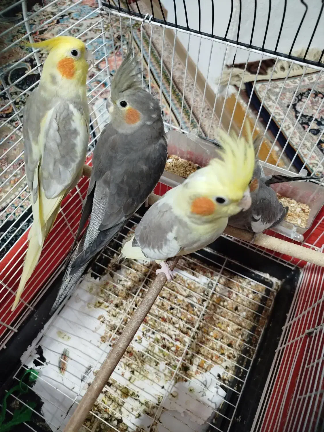 عروس هلندی سر حال وخوب|پرنده|تنکابن, |دیوار