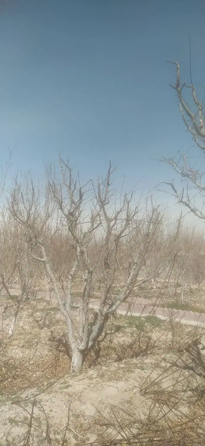 هرس درختان میوه وفرم دهی درختان غیره مثمر|خدمات باغبانی و درختکاری|اسلام‌شهر, مظفریه|دیوار