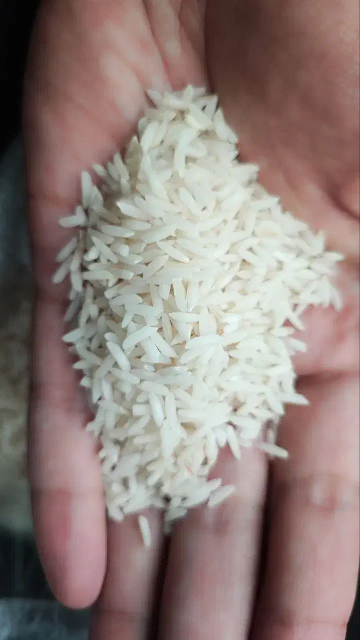 برنج هاشمی درجه یک شفت|خوردنی و آشامیدنی|رشت, رودبارتان|دیوار