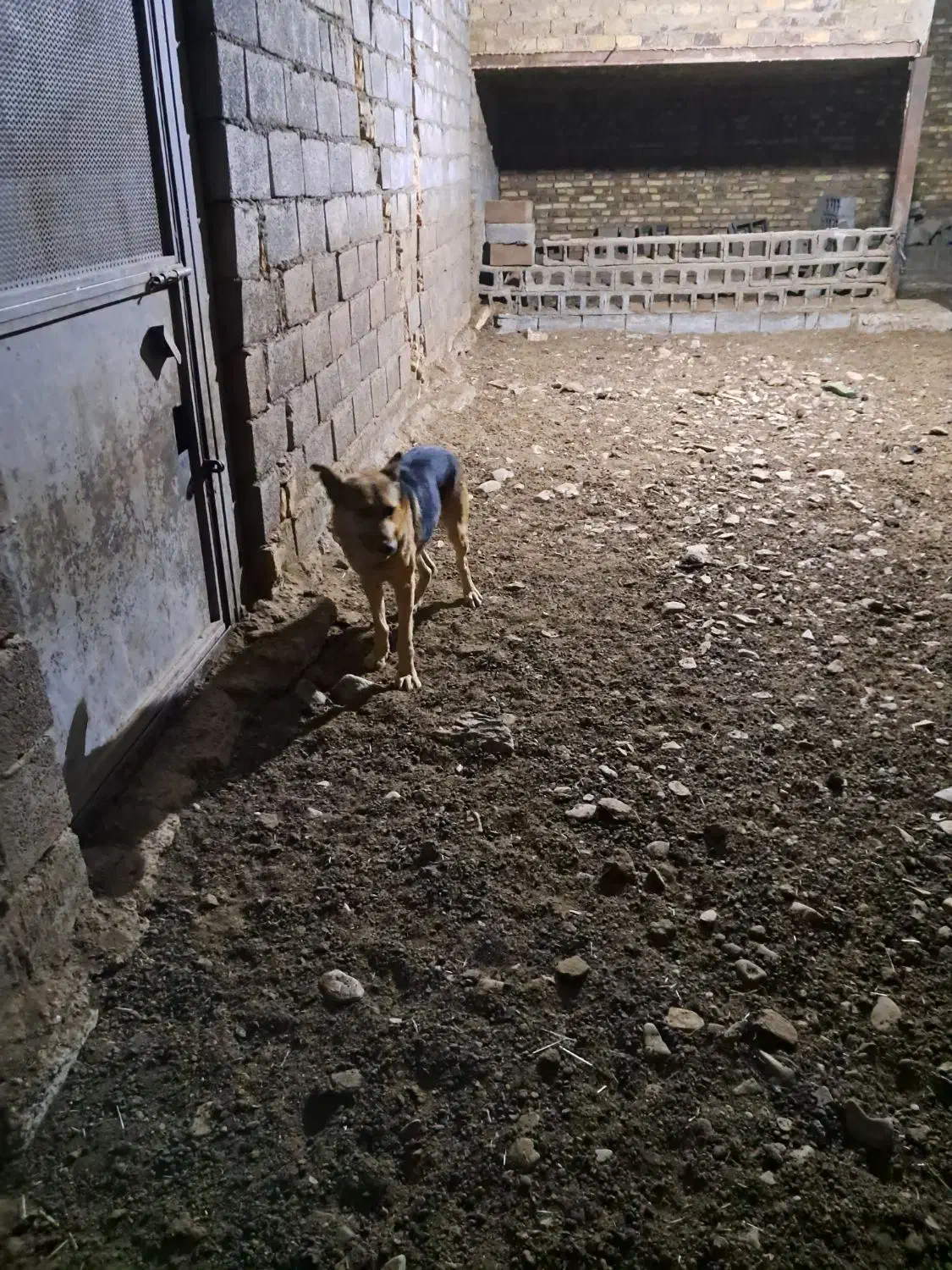 سگ نر|سگ|زالیان, |دیوار