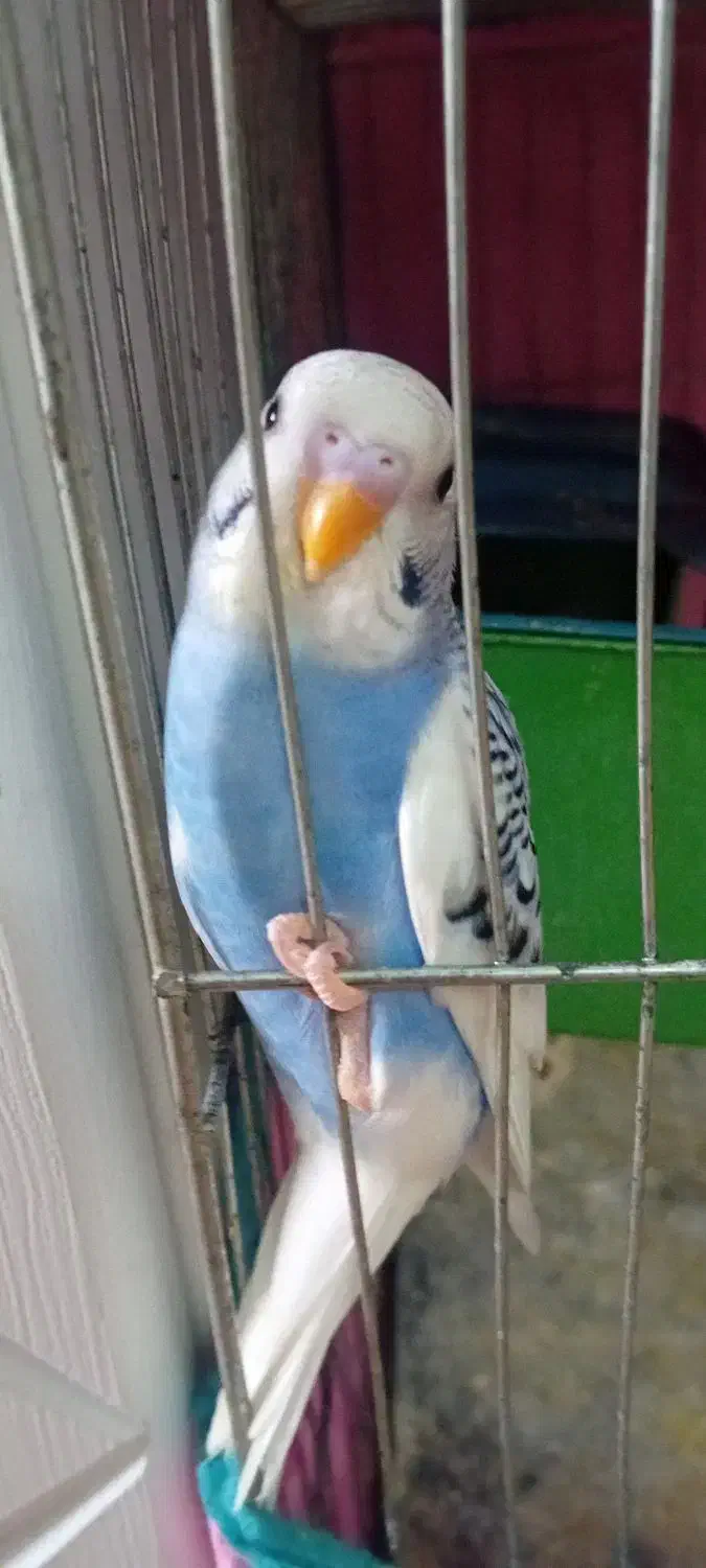 مرغ عشق|پرنده|تاکستان, |دیوار