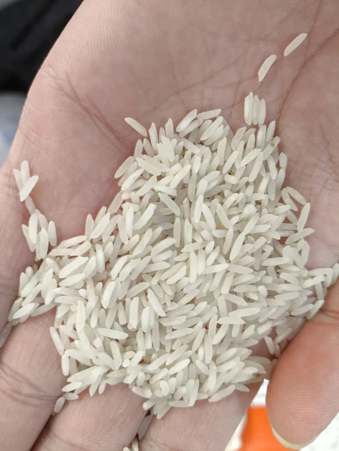 فروش ویژه برنج خوشپخت به مدت محدود|خوردنی و آشامیدنی|قم, نیروگاه|دیوار