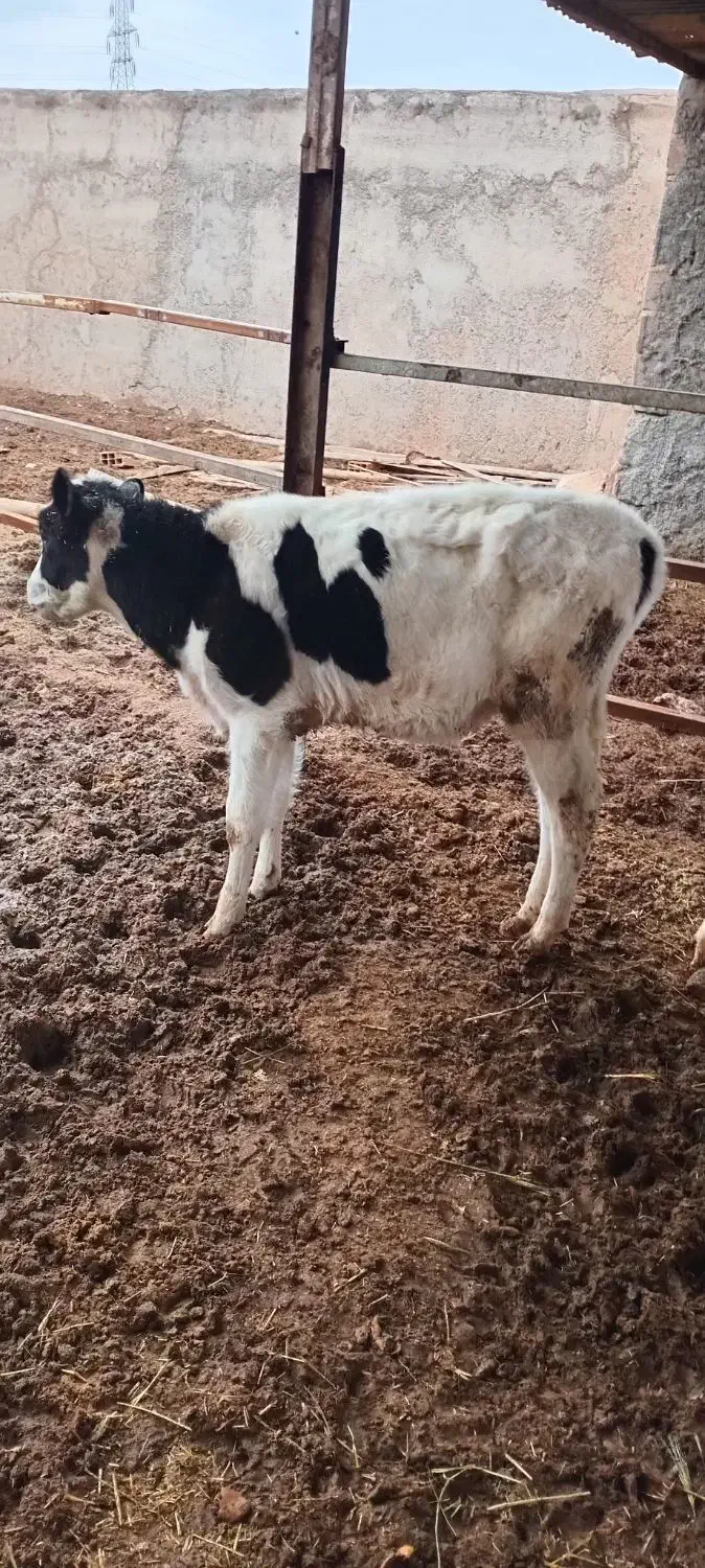 گوساله نر|حیوانات مزرعه|اسفراین, |دیوار