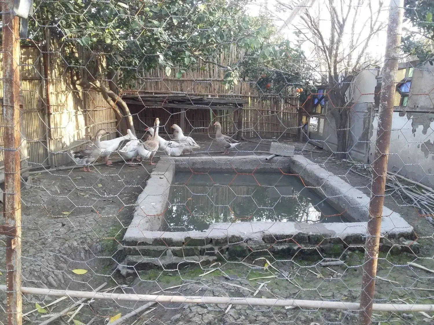 غاز|حیوانات مزرعه|ساری, |دیوار