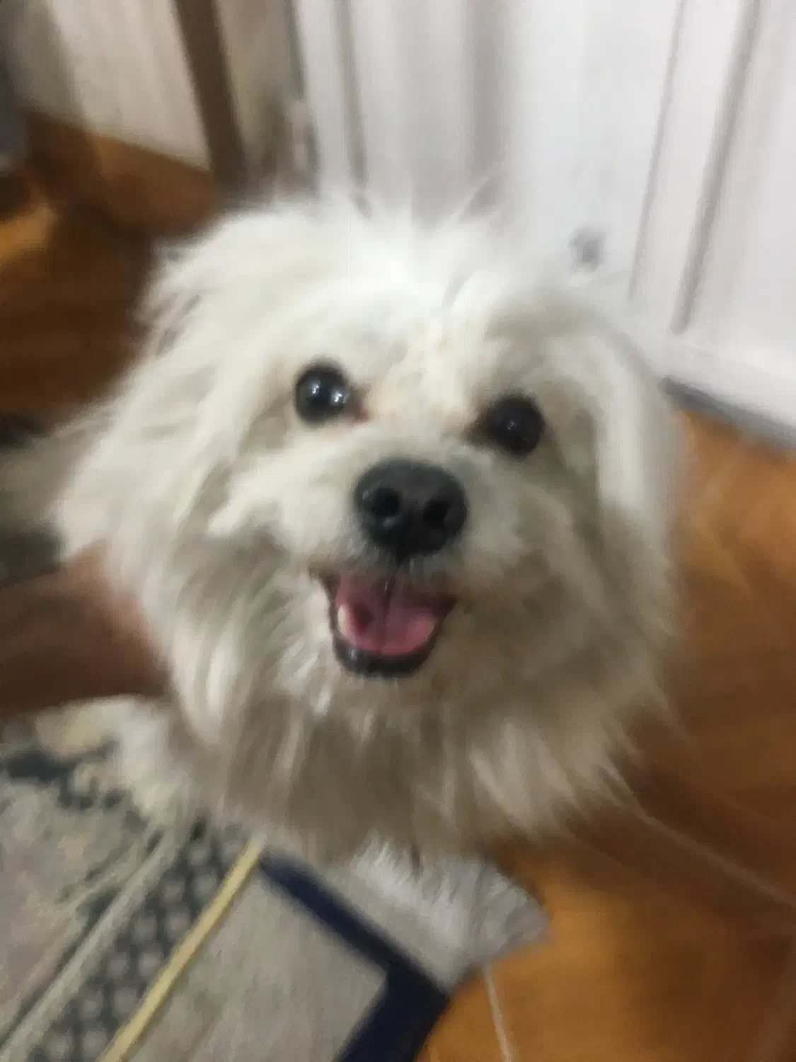 سگ گمشده|حیوانات|شیراز, آزادگان|دیوار