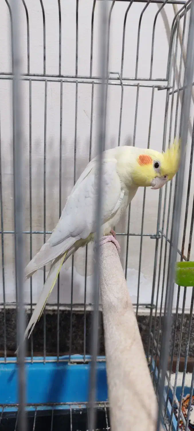 عروس هلندی ماده|پرنده|ری, شهرک نظامی|دیوار